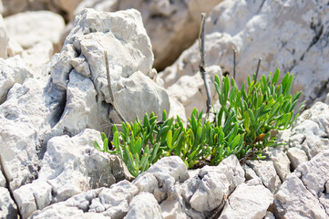 Green plant between the stones on Croatia's coast.