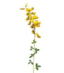 Yellow flowers of black broom, Lembotropis nigricans