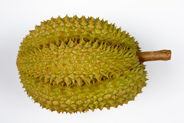 Portrait of Durian also known as the king of fruits
