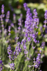 Obraz premium Flowering lilac lavender in the garden, a bush of a beautiful fragrant plant. Background