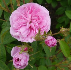 Pink Flowering PETITE DE HOLLANDE Rose