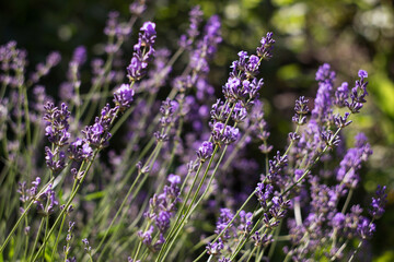 Naklejka premium Flowering lilac lavender in the garden, a bush of a beautiful fragrant plant. Background