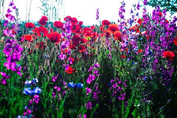 purple flowers in the field