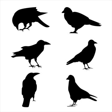 Set of silhouettes of raven and pigeons. Isolated images on a white background. Black outlines of birds for your design.