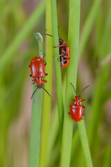 Lilienhähnchen fressen Schnittlauch, Lilioceris lilii auf Lauch, Befall von Lilienkäfern auf Schnittlauch, Ansammlung von Lilienkäfern auf Lauch, Pflanzenschädlinge fressen Nutzpflanze