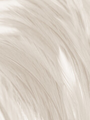 Beautiful abstract gray and white feathers on white background, soft brown feather texture on white pattern background, gray feather background