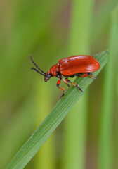 Lilienkäfer, Lilioceris lilii, auf Schnittlauch