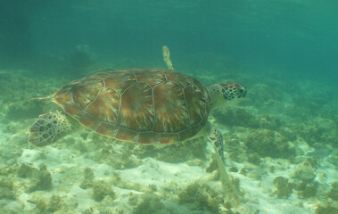 sea turtle caribbean sea Curacao