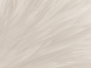 Beautiful abstract gray and white feathers on white background, soft brown feather texture on white pattern background, gray feather background