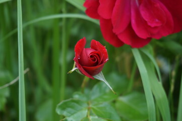 red rose flower in the park