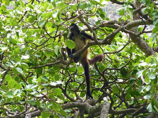 Messico, Chiapas, Tabasco, Tuxtla Gutiérrez, Canyon del Sumidero, Screaming monkeys among the trees