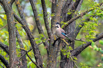 Common jay on tree branch on green leaves background close up.
