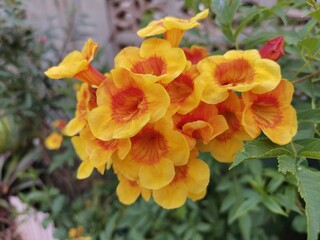 Obraz premium yellow flower in the garden