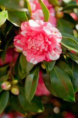 Beautiful pink Japanese Camellia flowers.