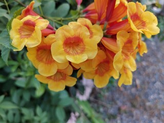 yellow flower in the garden