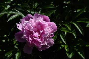 Peony close-up. Green foliage in the background.