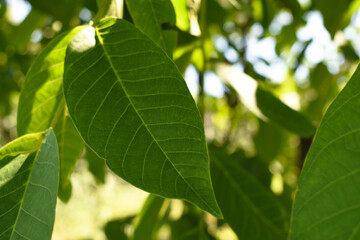 Walnut leaves. Abstract green background.