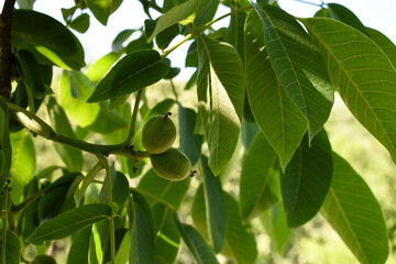 Green walnut fruit on a tree. Abstract background. Use of nuts