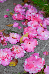 Beautiful pink Japanese Camellia flowers falling down near the tree.