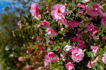 Beautiful pink Japanese Camellia flowers.