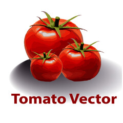 Obraz na płótnie Canvas tomato vector