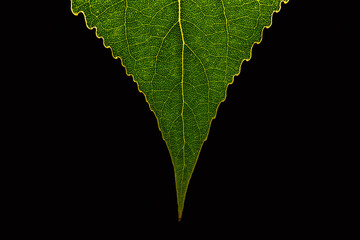 Green leaf on a black background