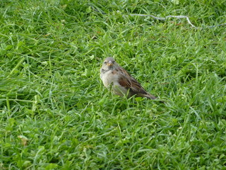 Vogel im Gras
