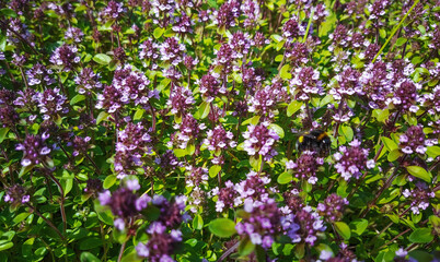 Obraz na płótnie Canvas background of flowering thyme growing in the garden