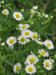 chamomile macro photo. background with wild flowers