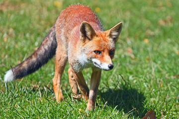 red fox in the grass