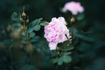 Pale large fragrant garden pink rose blooms on a Bush with buds and leaves at dusk.
