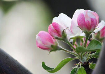 delicate Apple tree Flowers in the spring in the garden