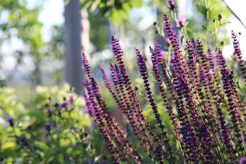 field of lavender