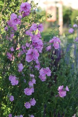 Fototapeta premium pink flowers in the garden