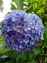 Obraz premium detail of hydrangeas with a thousand shades
