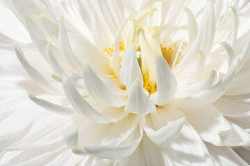 Crown of white petals