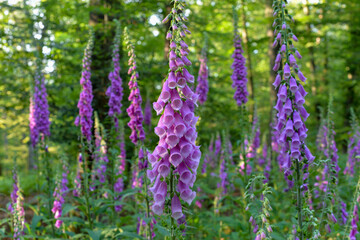 Rote Fingerhut (Digitalis purpurea),