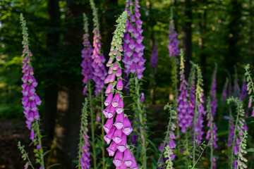 Obraz premium Rote Fingerhut (Digitalis purpurea),