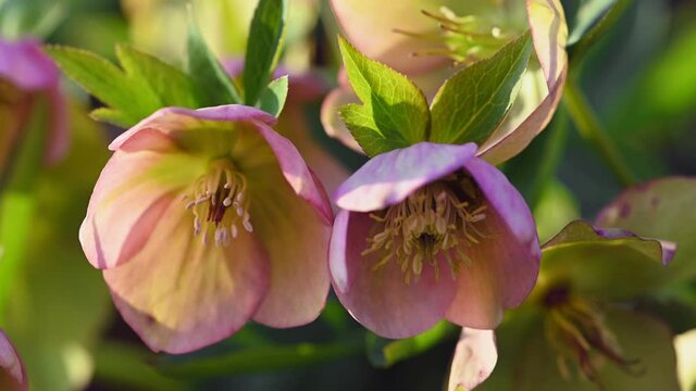 Pink Hellebore flower, Helleborus niger