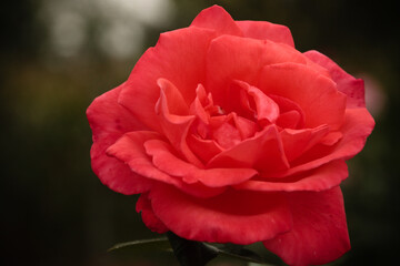 Red rose from the garden