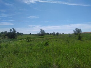 landscape with trees