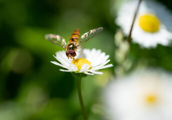 Insect collecting pollen from white daisy flower with sunset light.