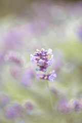 Fototapeta na wymiar Zarter Lavendel pastell