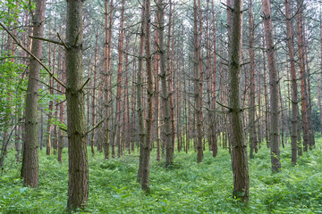 Spring forest with conifer trees.  Coniferous forest landscape in cloudy day. 