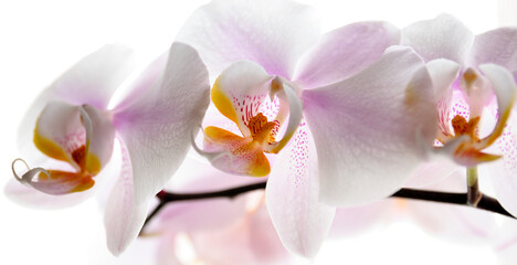 Obraz na płótnie Canvas Flower, leafs and stones orchid