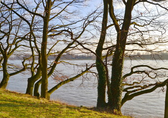 Einige Laub freie Bäume stehen am Rhein mit den Ästen in Richtung Wasser gerichtet. Die Abendsonne leuchtet sie in warmes Licht. Das ganze Bild ist von den Ästen und die lange Schatten durchgezeichnet