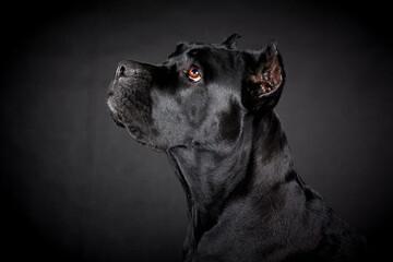 Black big dog of breed Cane Corso on a black background. Portrait of an animal in profile.