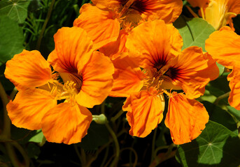 yellow and orange petals of nasturtium flowers close up