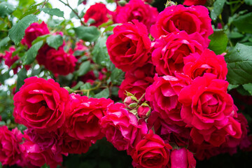 huge flowers of roses on a bush against the sky