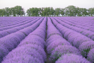 Fototapeta na wymiar Beautiful lavender field in bloom. Purple colorful backgrounds